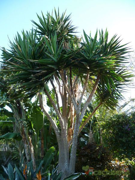 Una foto de Yucca gigantea