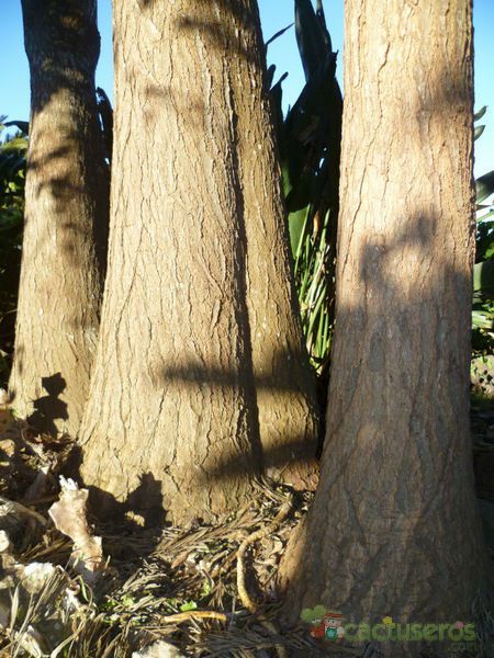 Una foto de Yucca gigantea