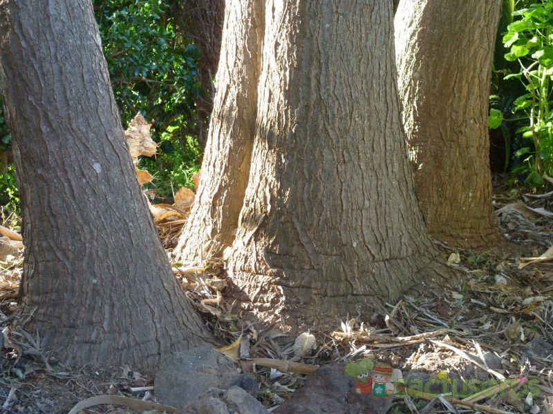 Una foto de Yucca gigantea
