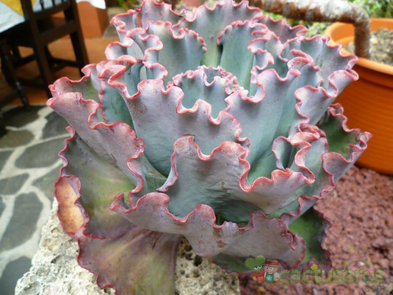 Una foto de Echeveria cv. red ruffles