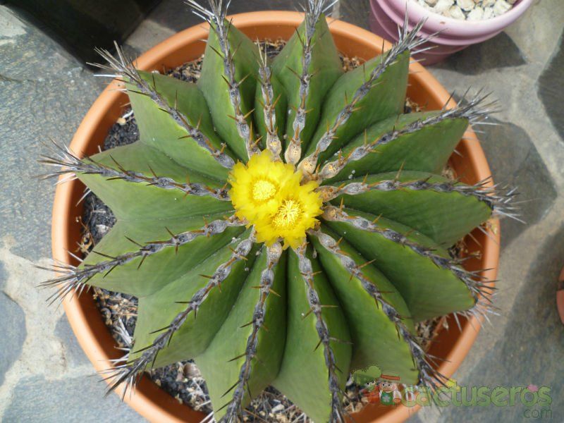 A photo of Ferocactus schwarzii