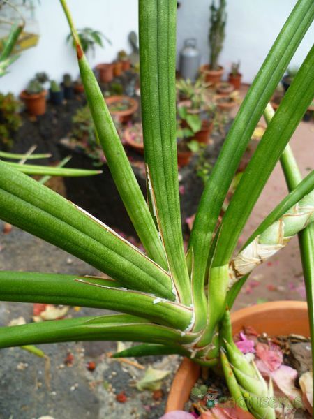 A photo of Sansevieria ehrenbergii  