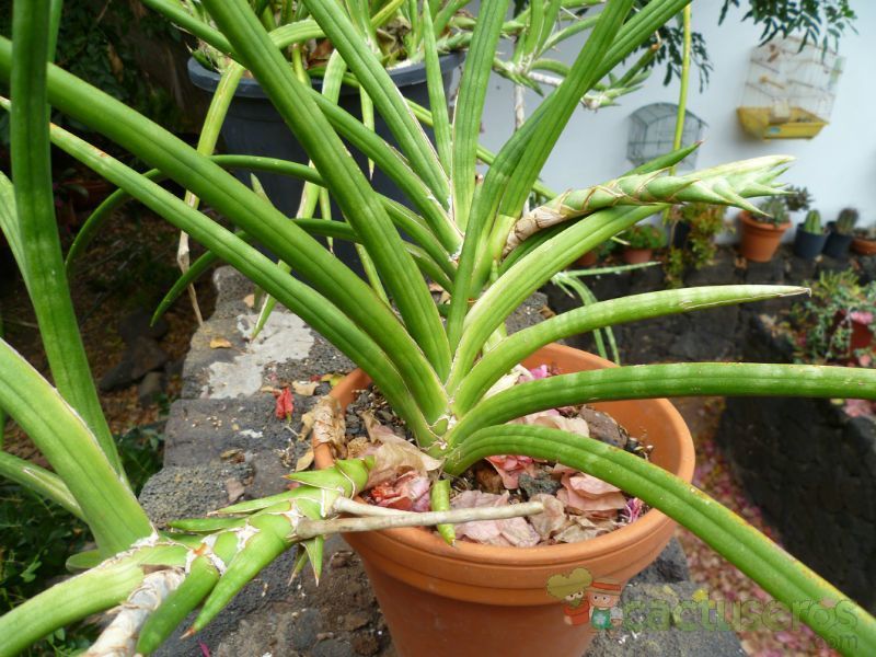 A photo of Sansevieria ehrenbergii  