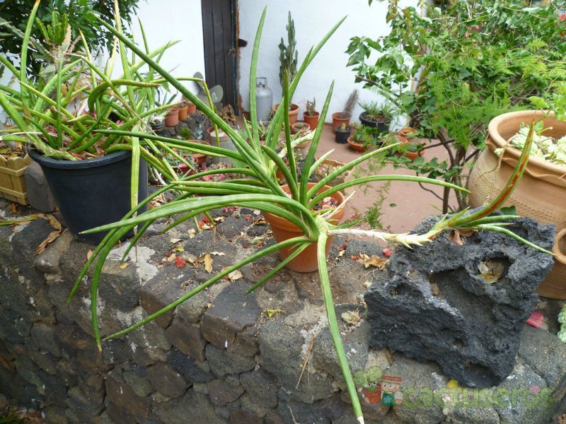 A photo of Sansevieria ehrenbergii  