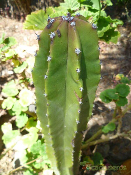 Una foto de Lophocereus schottii