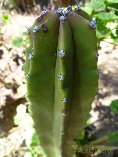 Una foto de Lophocereus schottii