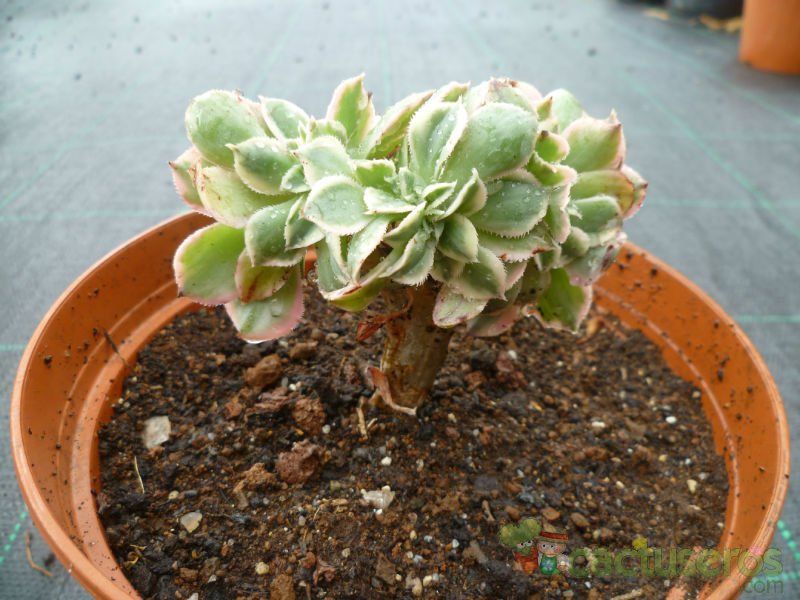 A photo of Aeonium decorum cv. Sunburst