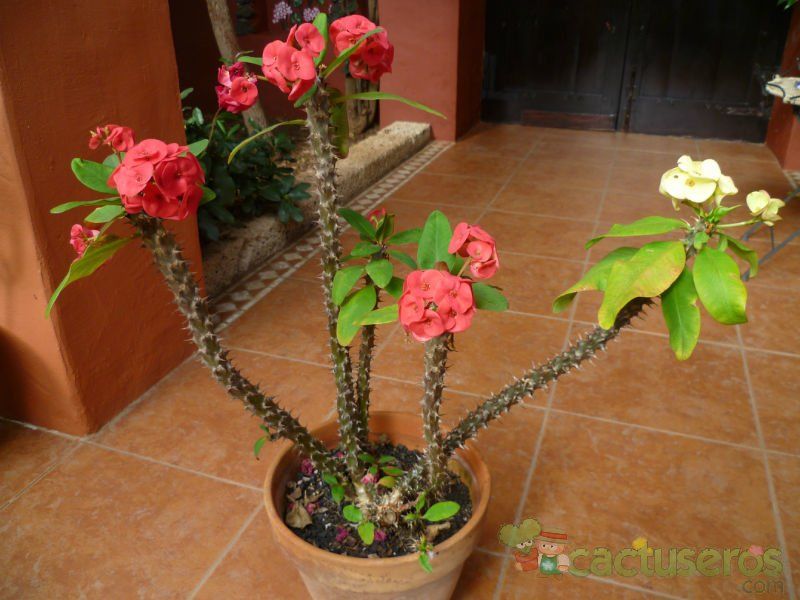 A photo of Euphorbia milii var. splendens