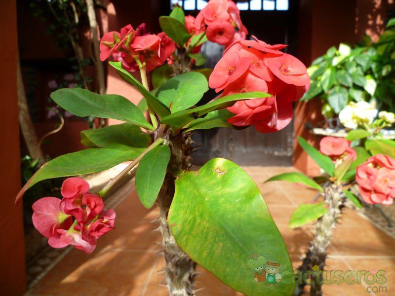 A photo of Euphorbia milii var. splendens