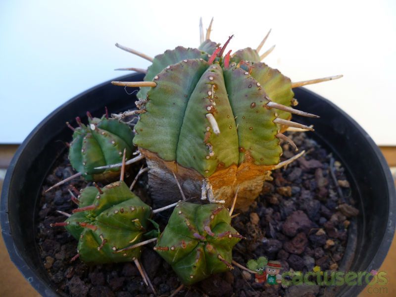 A photo of Euphorbia pulvinata 