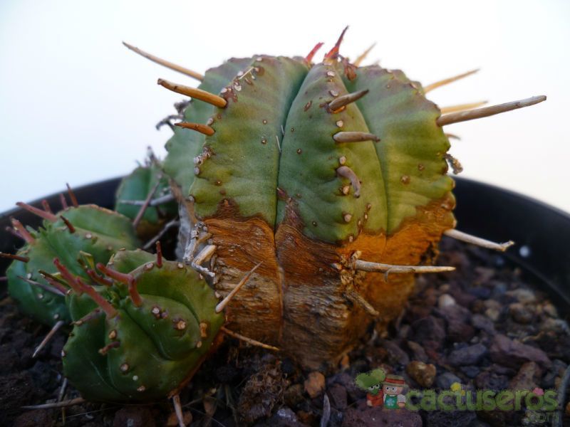 A photo of Euphorbia pulvinata 
