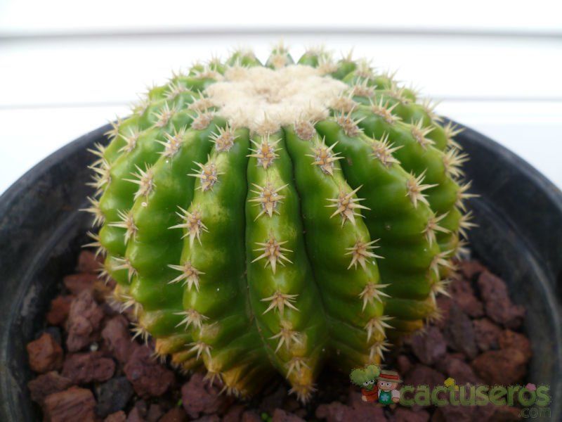 A photo of Echinocactus grusonii