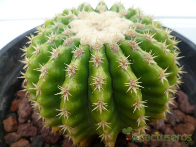 A photo of Echinocactus grusonii