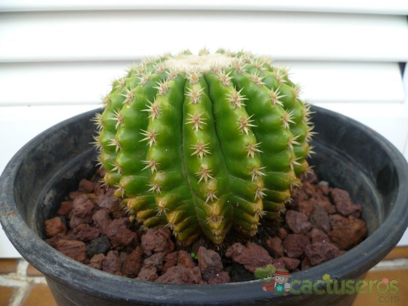 A photo of Echinocactus grusonii