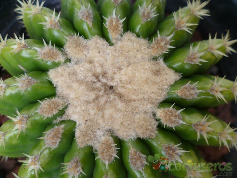 A photo of Echinocactus grusonii