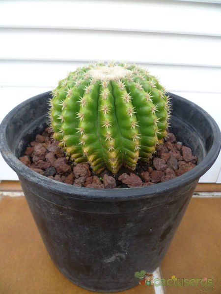 A photo of Echinocactus grusonii