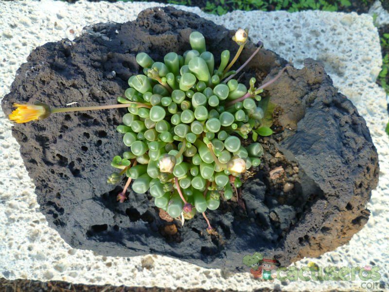 Una foto de Fenestraria aurantiaca