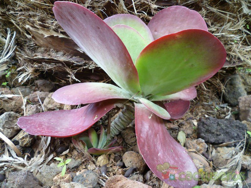 A photo of Kalanchoe tetraphylla