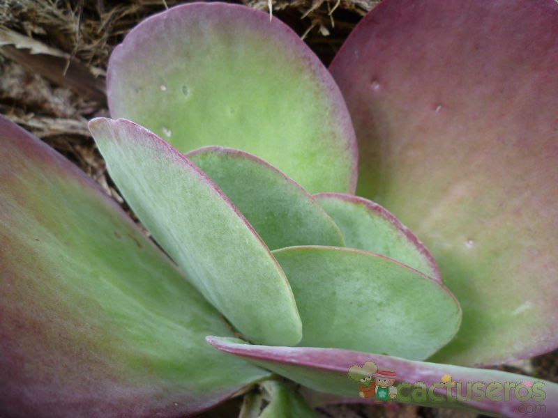 A photo of Kalanchoe tetraphylla
