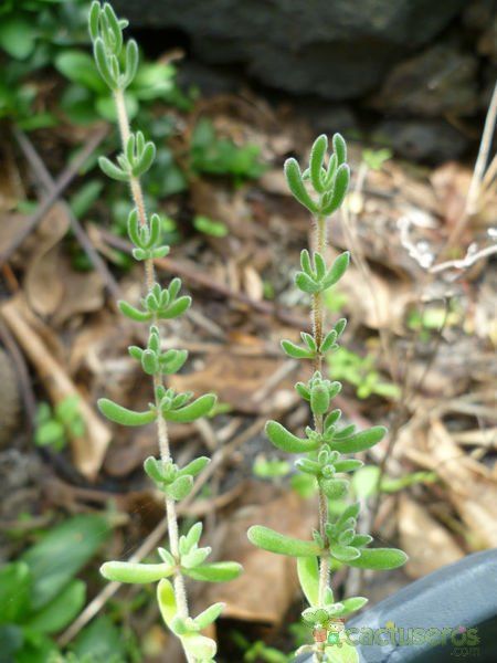 A photo of Drosanthemum floribundum