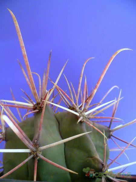 Una foto de Ferocactus emoryi