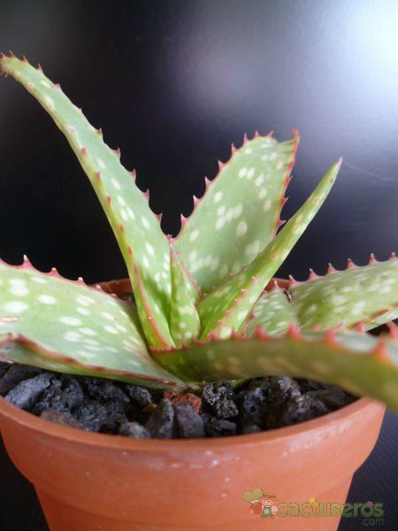 A photo of Aloe sinkatana  