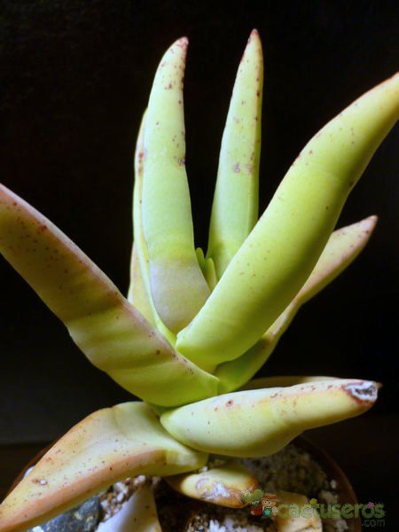 Una foto de Crassula perfoliata