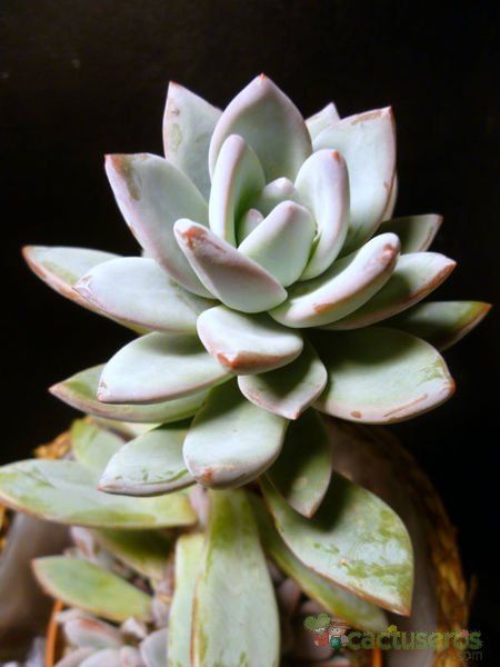 A photo of Pachyveria exotica