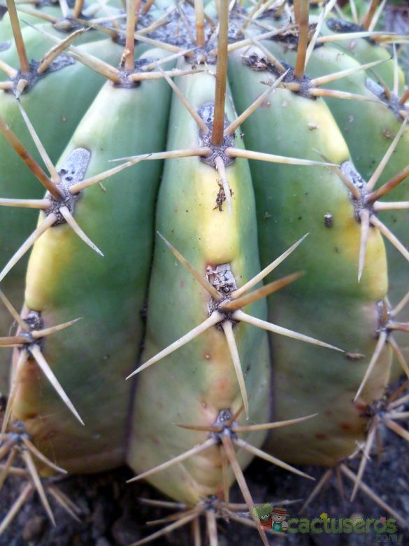 Una foto de Ferocactus pottsi