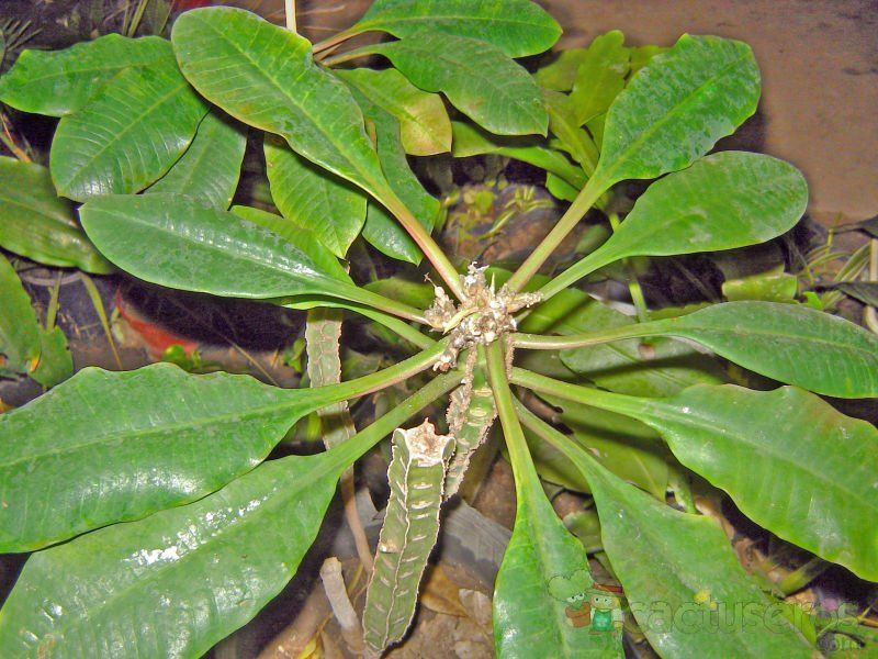 A photo of Euphorbia leuconeura