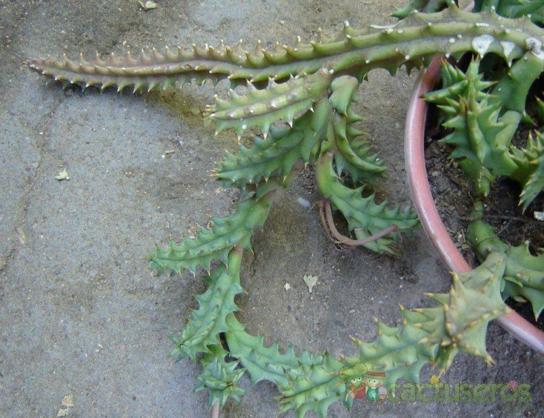A photo of Huernia hystrix