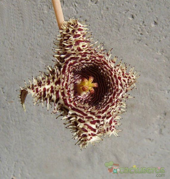 A photo of Huernia hystrix