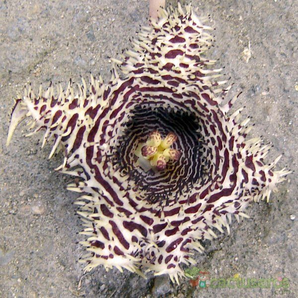 A photo of Huernia hystrix