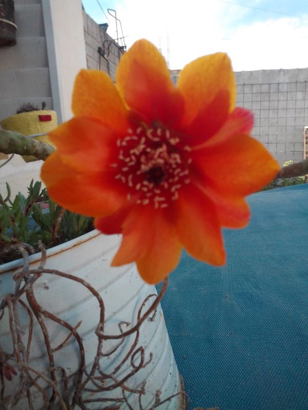 A photo of Austrocylindropuntia verschaffeltii