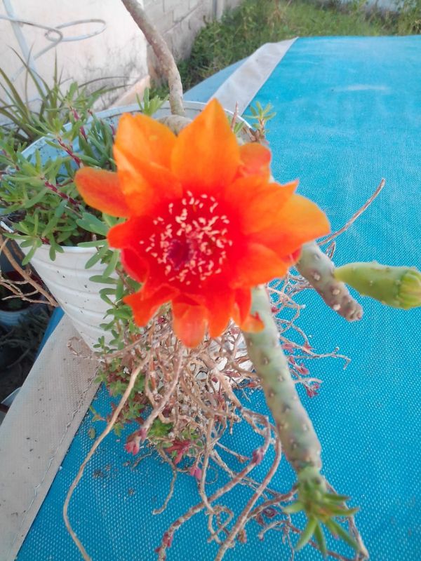 A photo of Austrocylindropuntia verschaffeltii