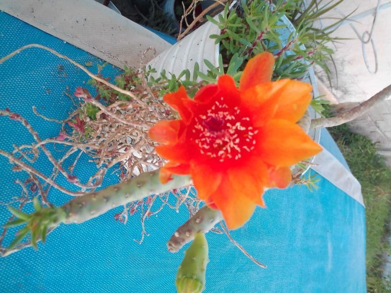 A photo of Austrocylindropuntia verschaffeltii