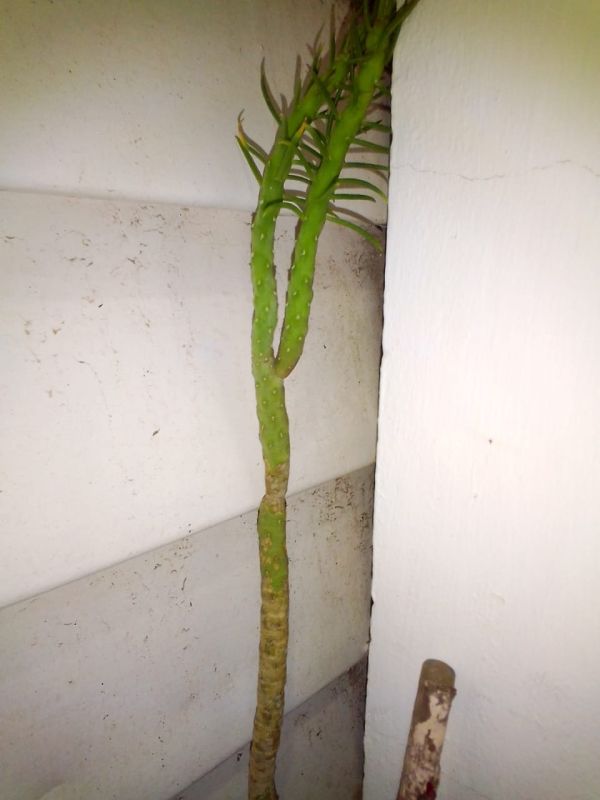 A photo of Austrocylindropuntia verschaffeltii