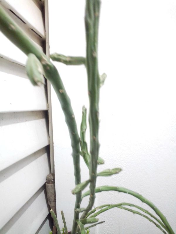 A photo of Cylindropuntia leptocaulis