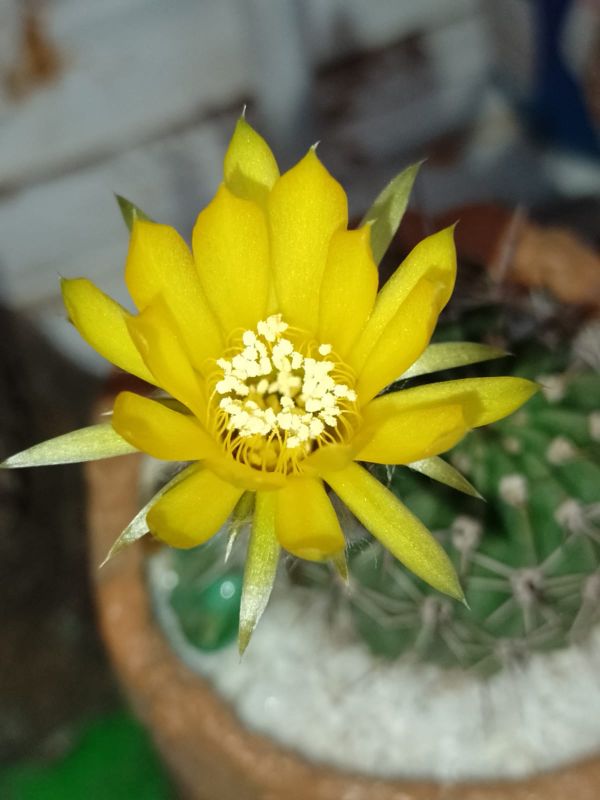 A photo of Echinopsis aurea