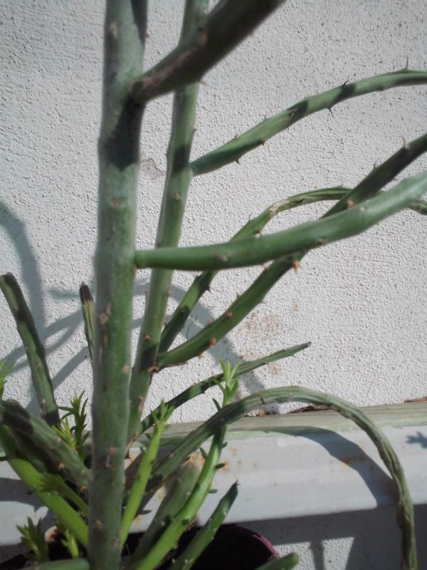A photo of Cylindropuntia leptocaulis