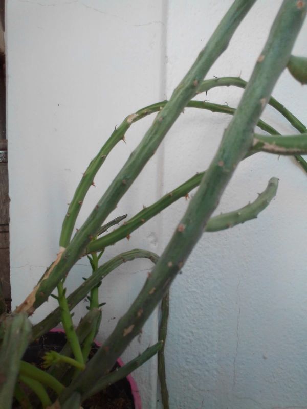A photo of Cylindropuntia leptocaulis