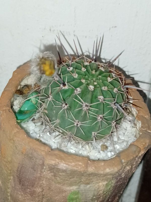 A photo of Echinopsis aurea