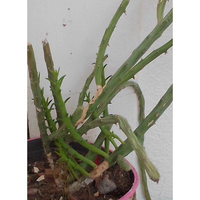 A photo of Cylindropuntia leptocaulis