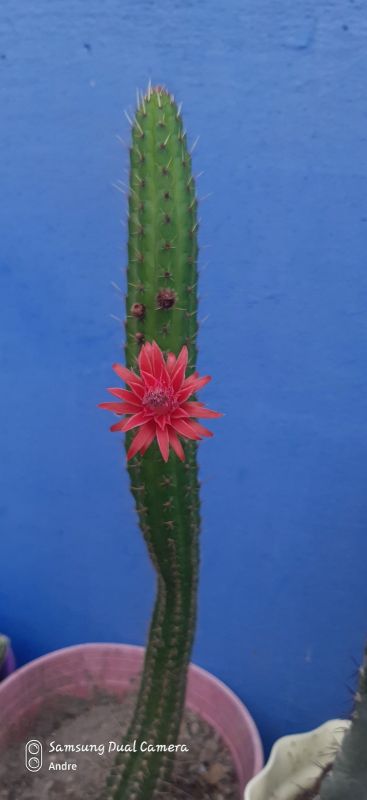 Photo of a cactus currently being identified