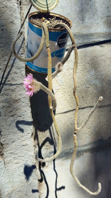 Una foto de Echinocereus schmollii