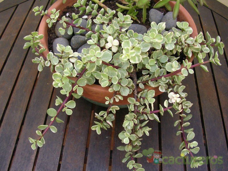 A photo of Portulacaria afra fma. variegada
