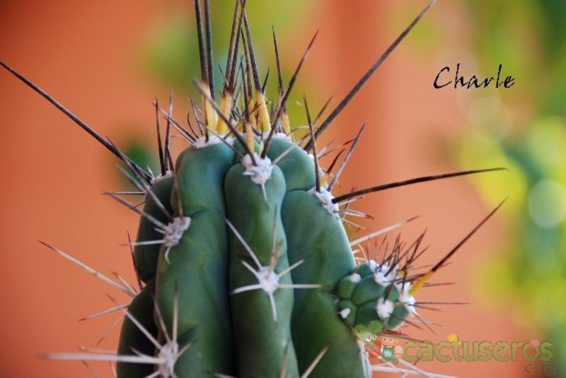 A photo of Stetsonia coryne
