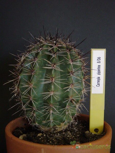Una foto de Carnegiea gigantea