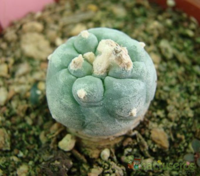 Una foto de Lophophora diffusa