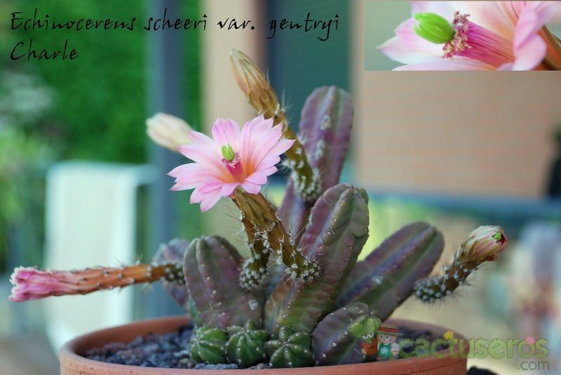 A photo of Echinocereus scheeri var. gentryi